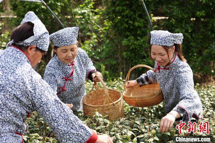 現金網：【尋味中華｜飲食】北方春味近 閑烹泰山茶